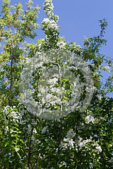 White Apple flowers bloom