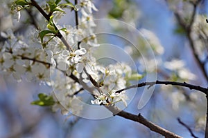 White Apple flowers bloom against the blue sky