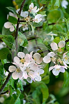 White apple flowers bloom on branches in the garden in spring.