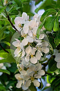 White apple flowers bloom on branches in the garden in spring.
