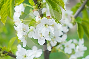 Blanco manzana flores sobre el verde un árbol 