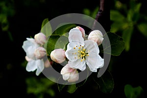 White apple flowers and pink buds.