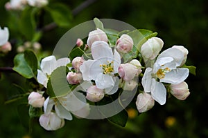 White apple flowers and pink buds on dark background.