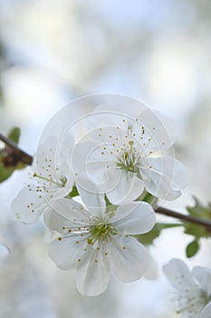 White apple flowers are plentiful on the branch photo