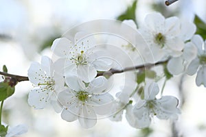 White apple flowers are plentiful on the branch photo