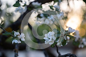 White apple flowers, in spring, flowering tree