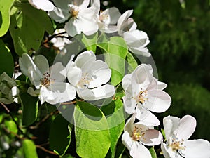 White apple flowers tree blossom in spring