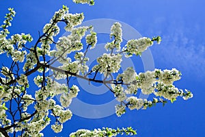 White apple flowers on a tree over blue sky