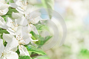 White apple tree blossom flowers blooming in spring. Beautiful floral spring abstract background of nature. Easter or Passover