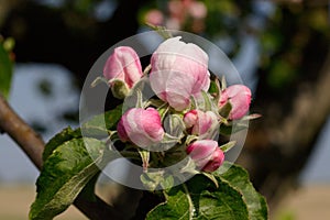 White apple tree flower