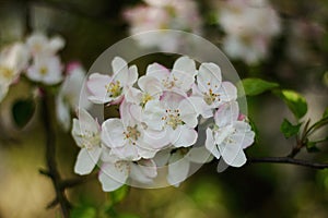 White apple tree flower