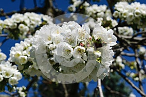 White apple tree flower bouquet in the spring time