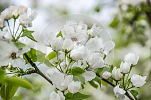 White apple tree flowers closeup. Blooming flowers in spring