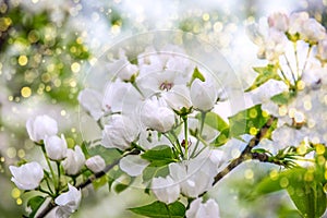 White apple tree flowers closeup. Blooming flowers in a sunny spring day background