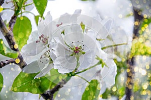 White apple tree flowers closeup. Blooming flowers in a sunny spring day background