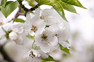 White apple tree flowers closeup. Blooming in a sunny day