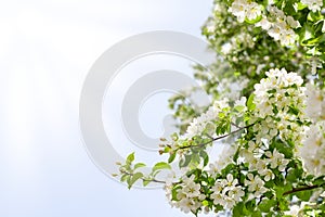 White apple tree flowers and green leaves on blue sky and sun beams background close up, blooming cherry branches on sunny day