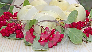 White apples and schisandra. Still life with ripe schizandra and apple