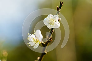 White apricot blossom flower