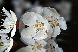 White apricot flower macro photography