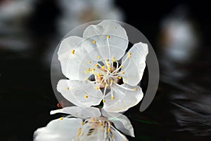 White apricot flower macro photography