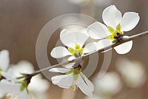 White apricot flower in spring