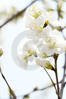 White apricot flower in spring