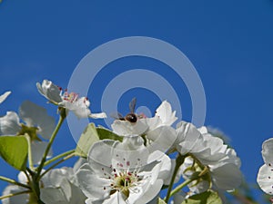 White apricot flowers.