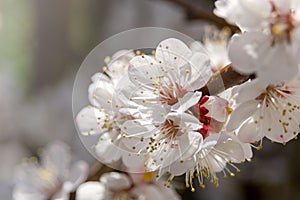 White apricot flowers in early spring.