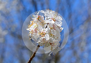 White apricot flowers
