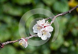 White apricot flowers on the tree branch against green background, symbol of spring