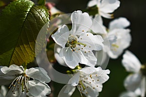 White apricot flowers