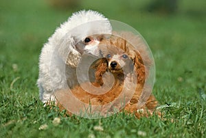 WHITE AND ApRICOT TOY POODLES