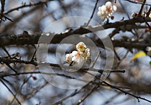 White apricot tree flower