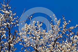 White apricot tree flower