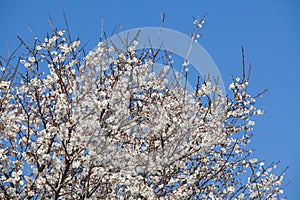 White apricot tree flower