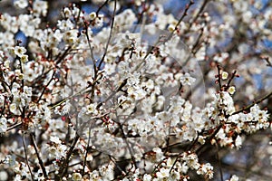 White apricot tree flower