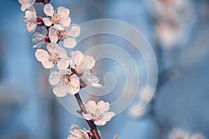 White apricot tree flowers close-up of blue background. Soft focus. Spring gentle blurred card. Blooming cherry blossom