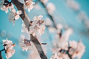 White apricot tree flowers close-up. Soft focus. Spring gentle blurred background. Blooming cherry blossom branch. The