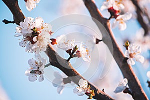 White apricot tree flowers close-up. Soft focus. Spring gentle blurred background. Blooming cherry blossom branch. The