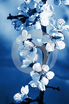 White apricot tree flowers close-up. Tinting in classic blue. Soft focus. Spring gentle blurred card. Blooming cherry