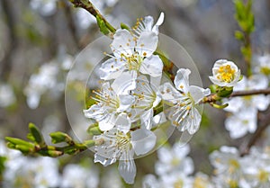 White apricot tree flowers