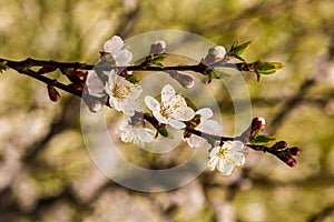 White apricot tree flowers