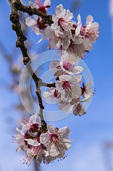 White apricot tree flowers in spring on a blue background
