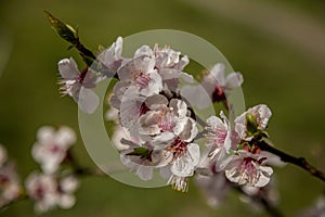 White apricot tree flowers in spring on a green background