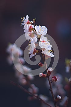 White apricot tree flowers in the springtime. Close up