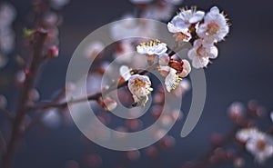 White apricot tree flowers in the springtime. Close up