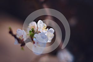 White apricot tree flowers in the springtime. Close up