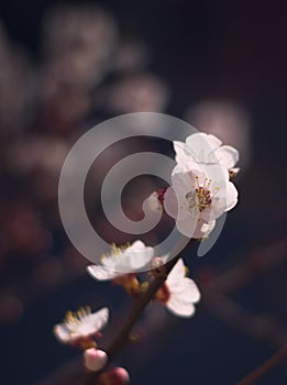 White apricot tree flowers in the springtime. Close up