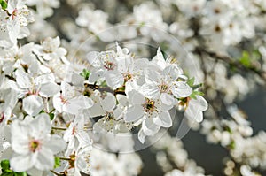 White apricote blossom in garden photo